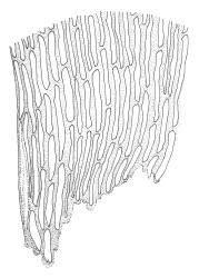 Blindia seppeltii, alar cells. Drawn from D.H. Vitt 8977, CHR 412478.
 Image: R.C. Wagstaff © Landcare Research 2015 